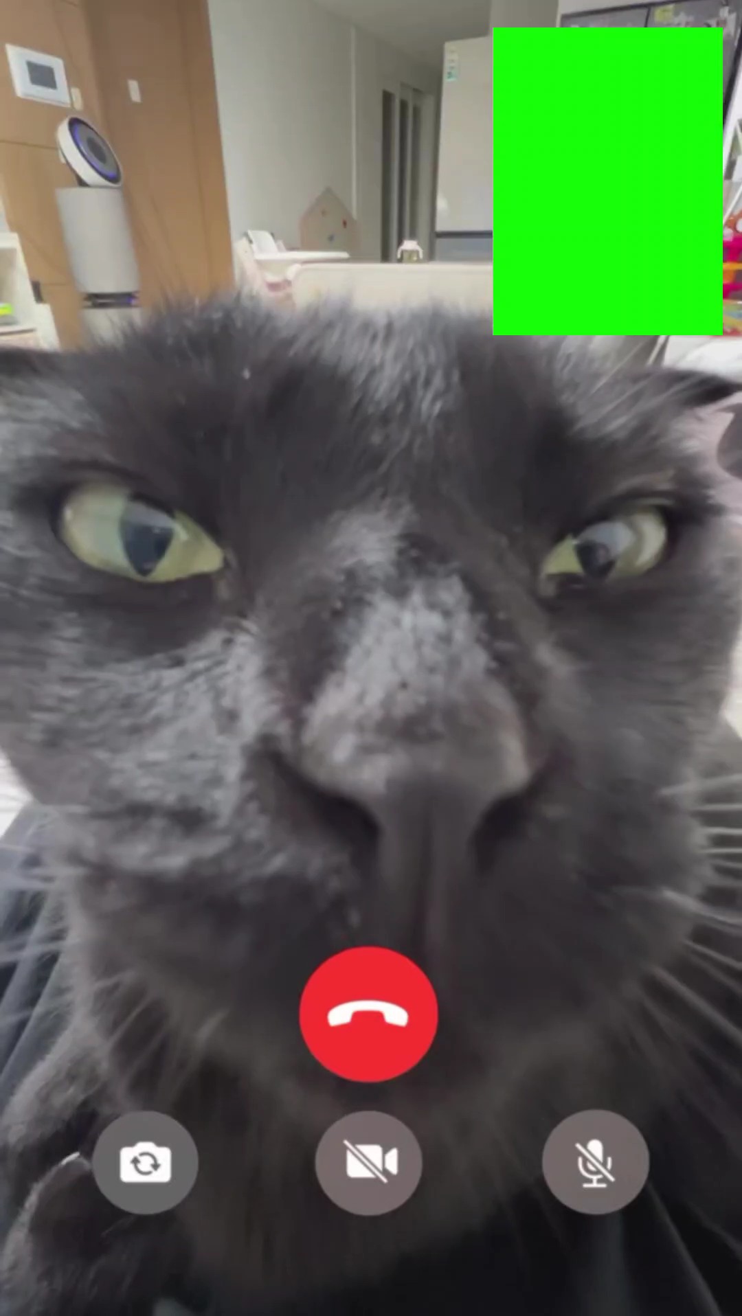 panggilan video kucing