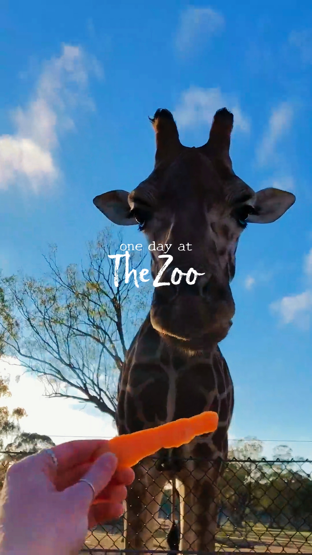 one day at the zoo