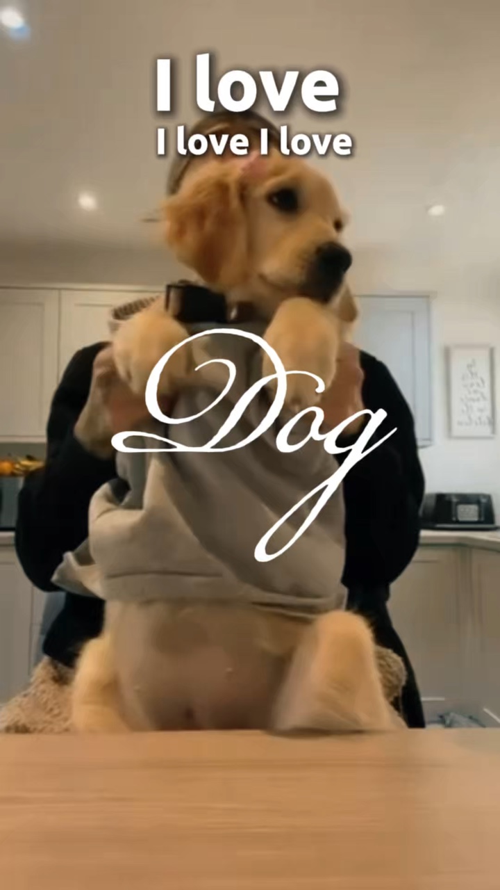 Hund Liebe Hund