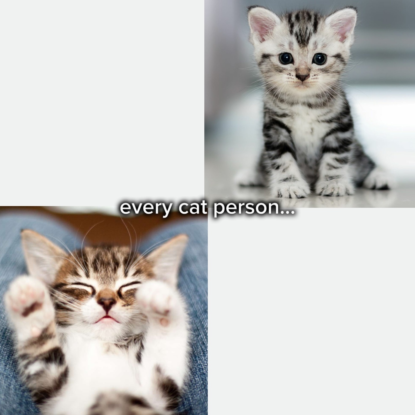 saya orang kucing tbh