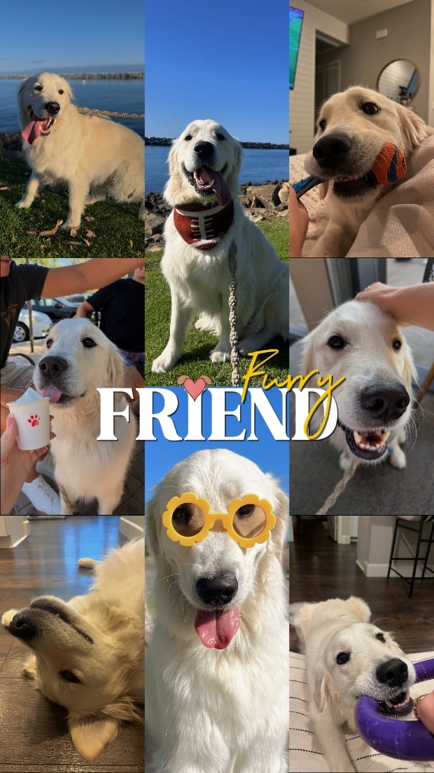 FURRY FRIEND