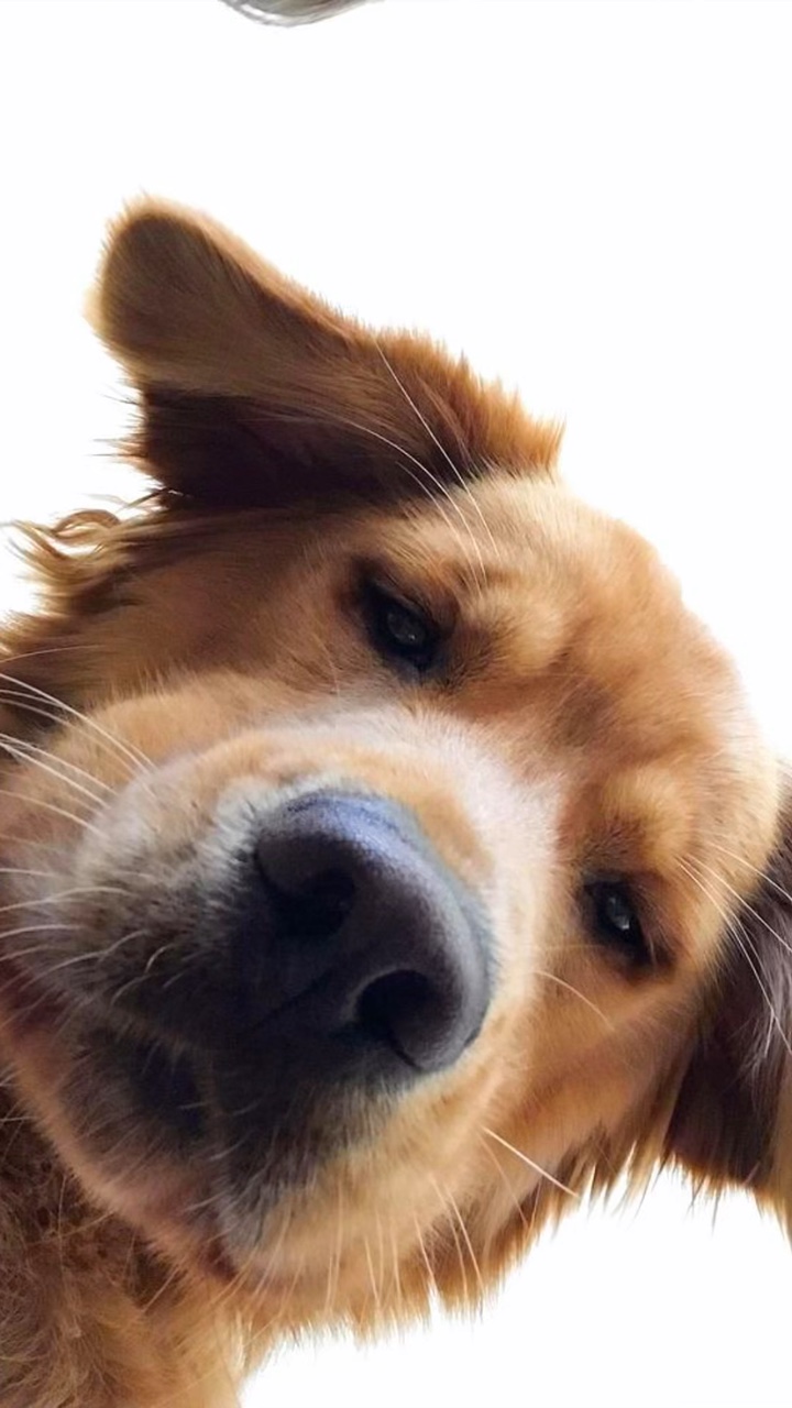 Glücklicher Hund