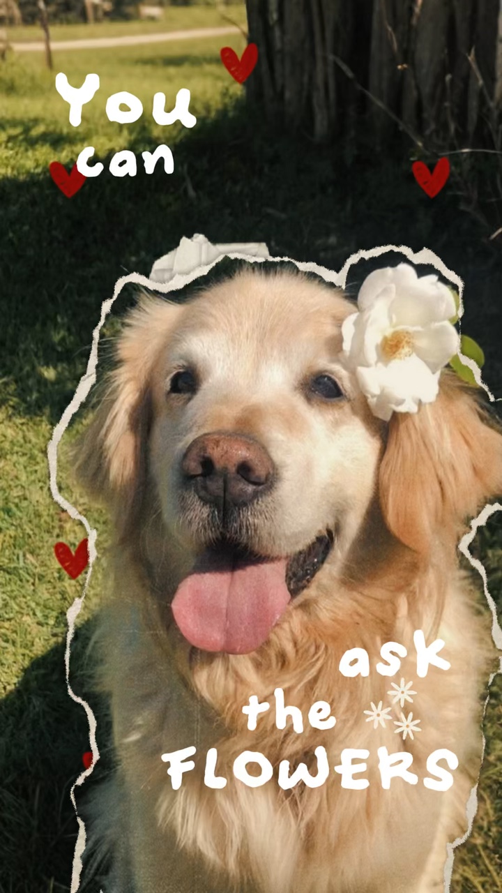 Pet Cutout🌷