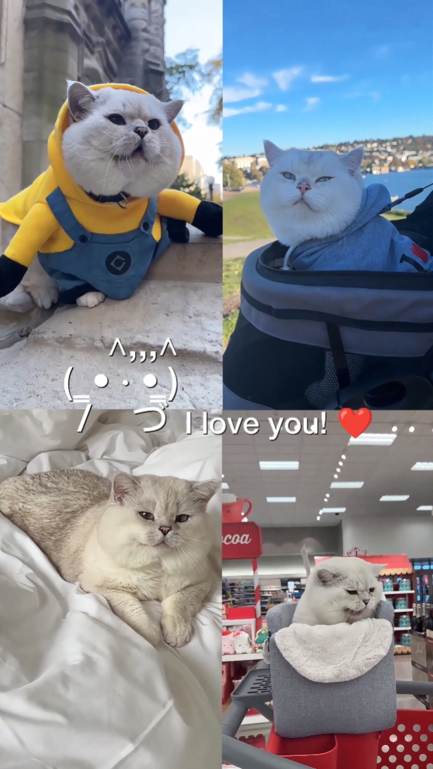 Chat mignon