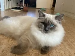 Min katt