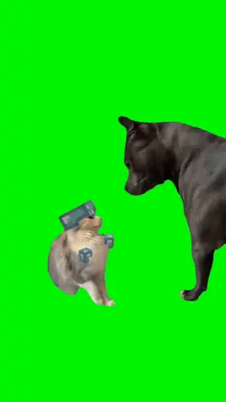 cat vs dog