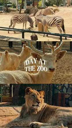 Day at the zoo