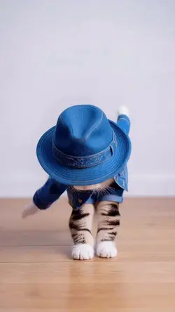 gatinho fofo