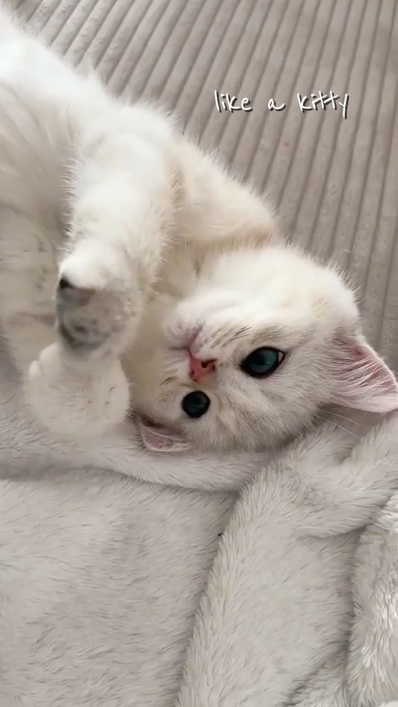 Seperti Kucing