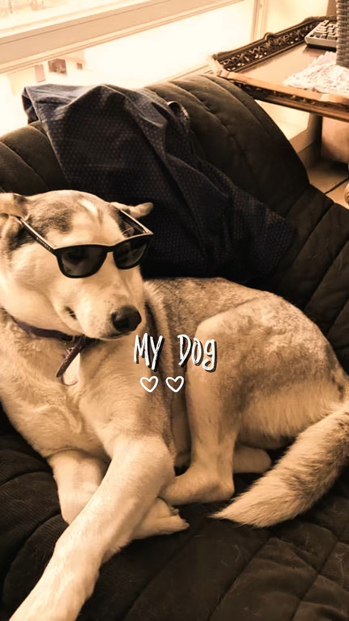 My Dog