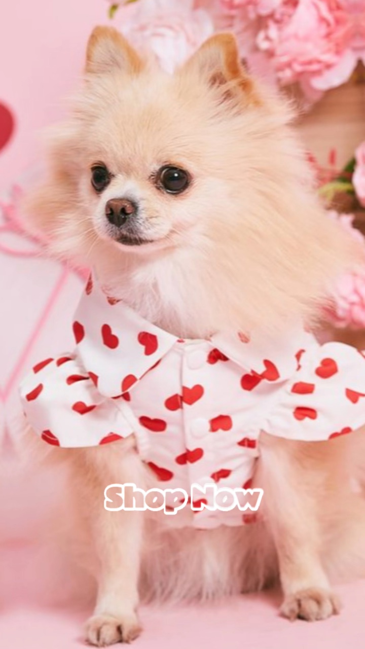 Pet Clothing Product Display Intro Beginning TikTok Style