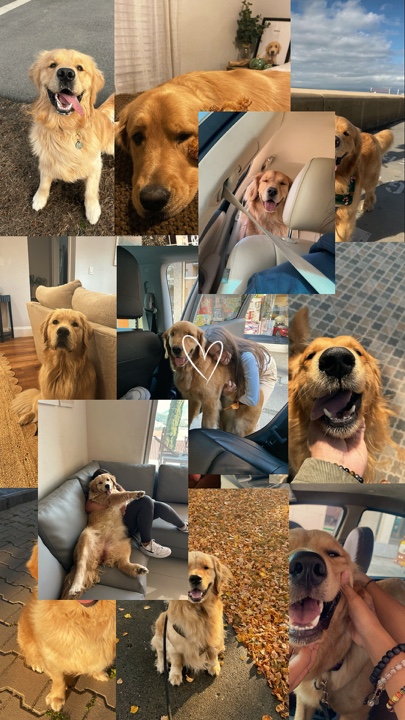 Dog bestfriend