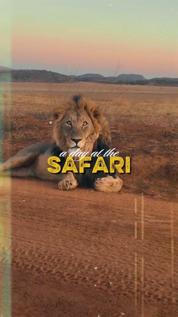 Día en el safari