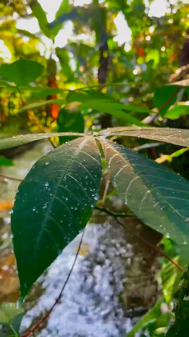 nature vibes