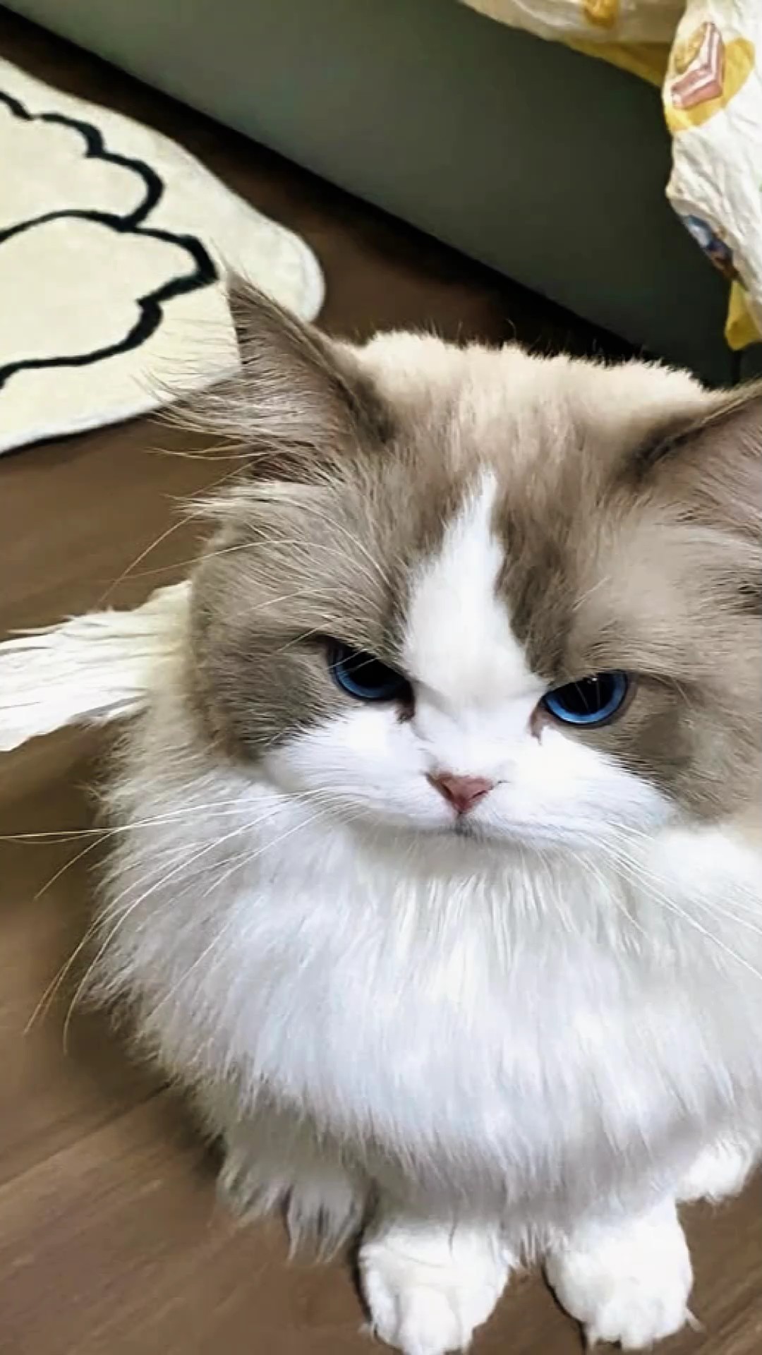 Animales Lindos