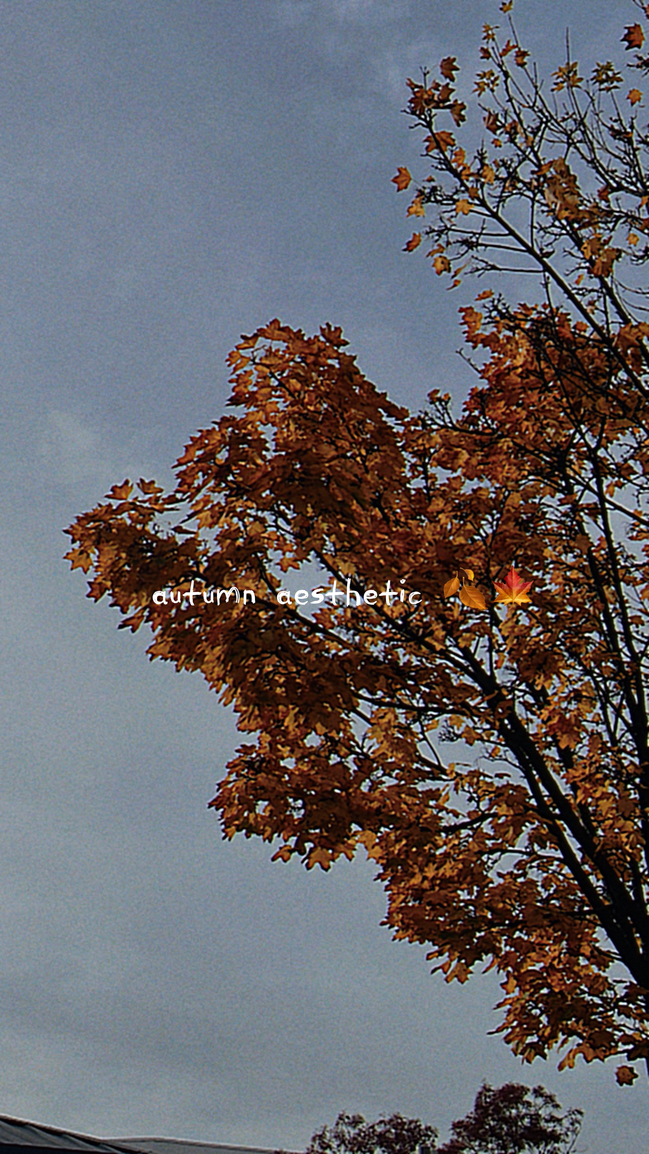 Autumn aesthetic 