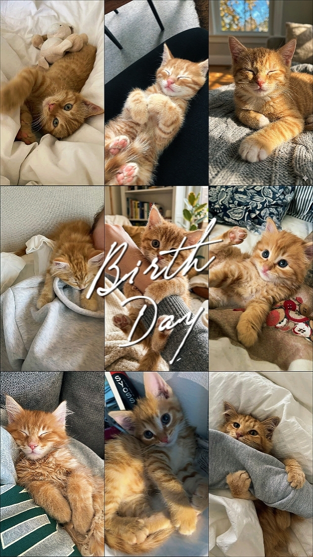 Birthday Cat