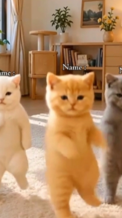 Baile Gato Divertido