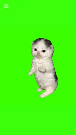 kitten meme