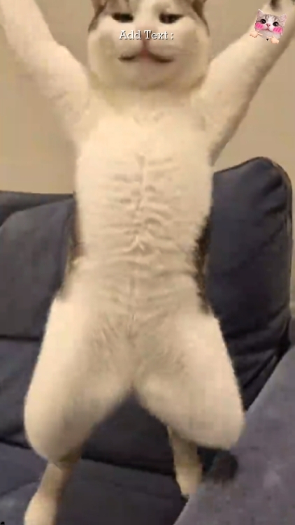 Süße Katze