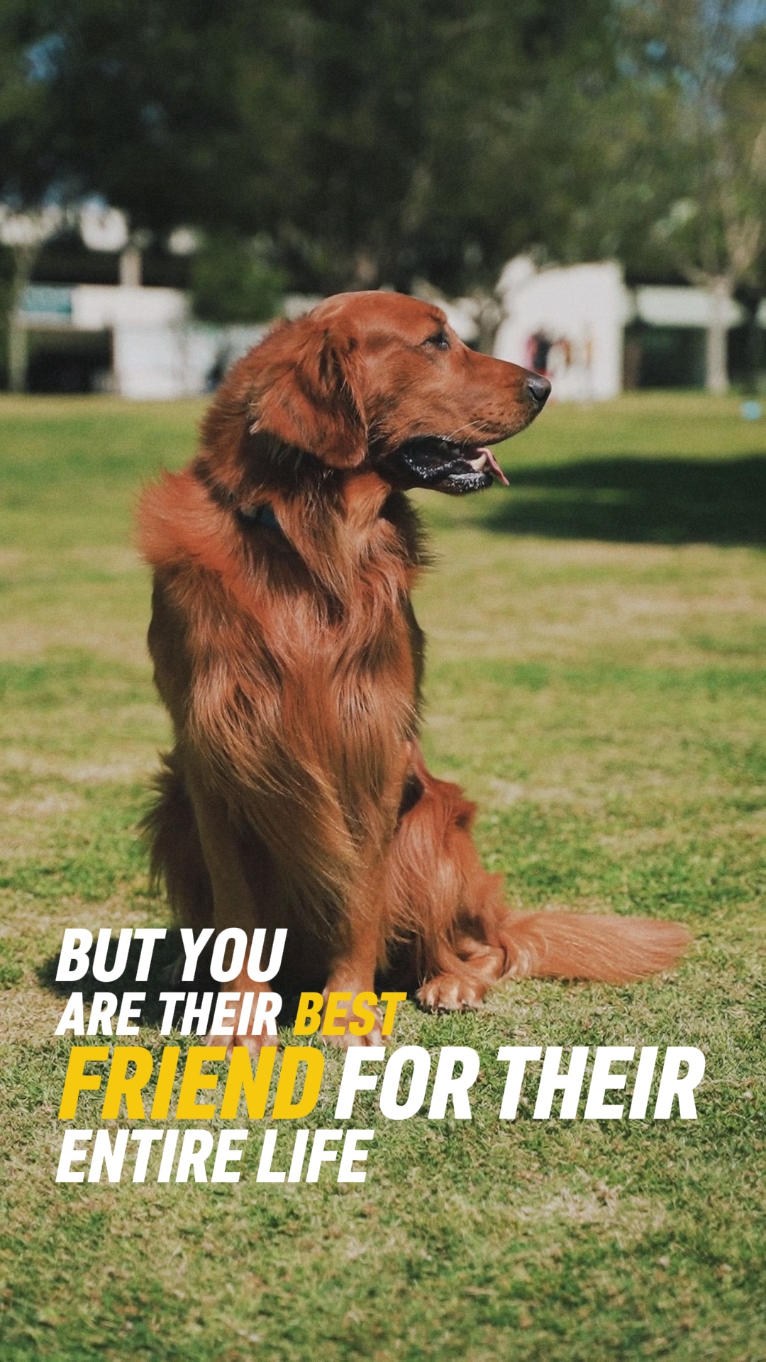 FURRY BFF