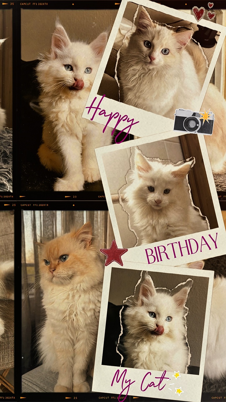 Happy birthday cat