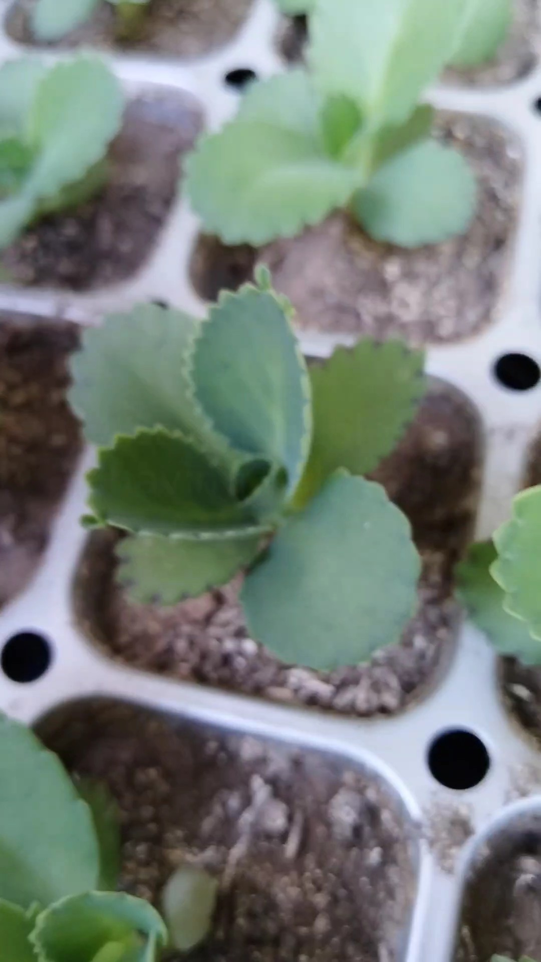 Baby plants