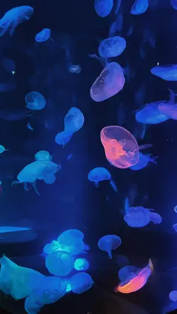 4 video aesthetic 