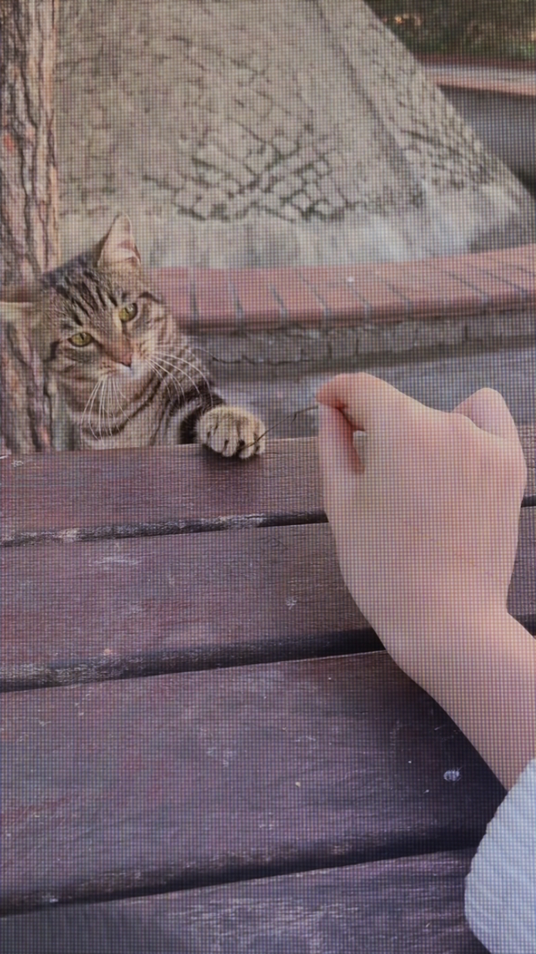 PENCINTA KUCING