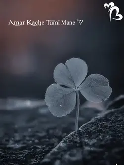Amer kache tume mane