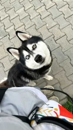 trentiktok