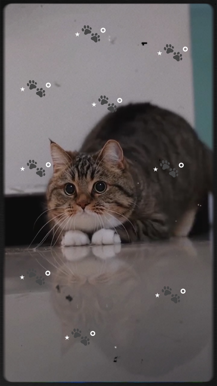 Mon chaton