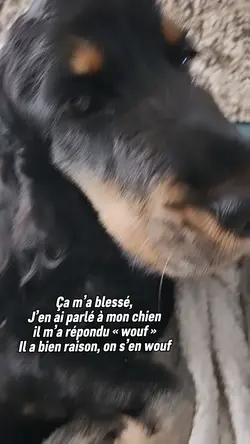 Merci mon chien