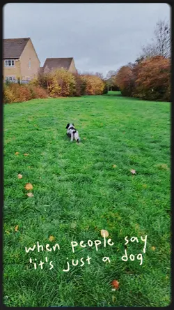 never 'just a dog'