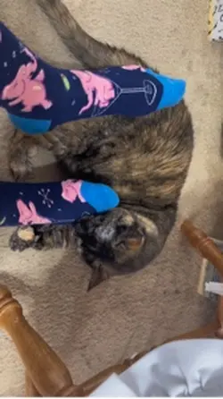 Pink elephant socks