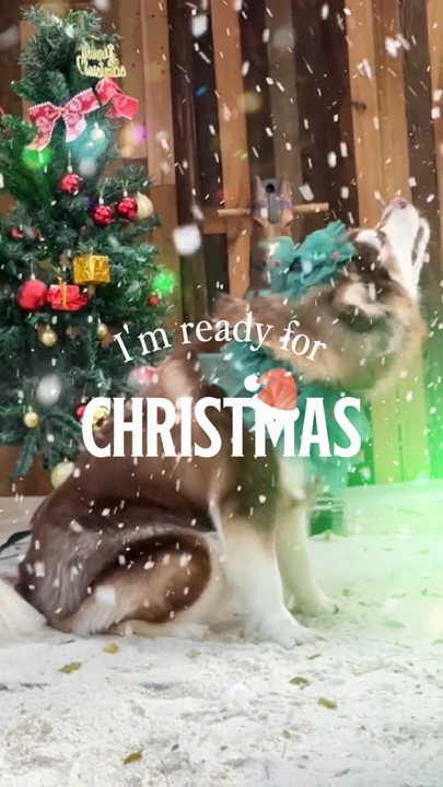 Christmas pet
