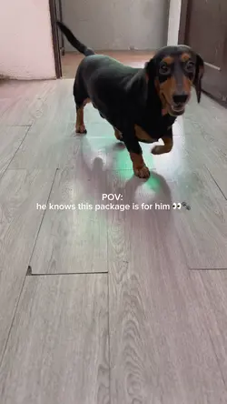 dog treat