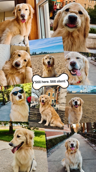 Chien triste noyau