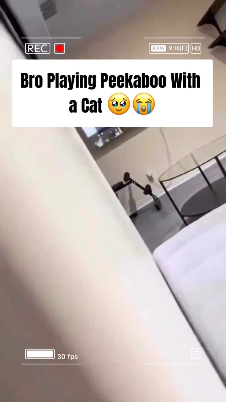 Pakaian Fashion Hewan Peliharaan Lucu Mengalahkan Gaya TikTok