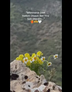Yeni şablon
