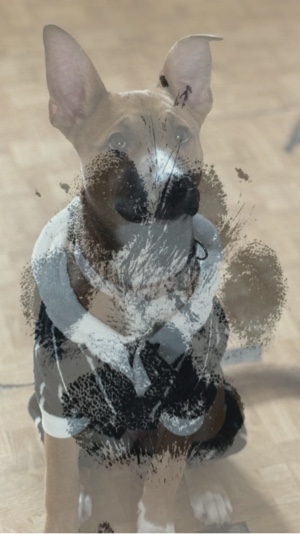 ASÍ QUE DIOS HIZO UN PERRO 🐶 