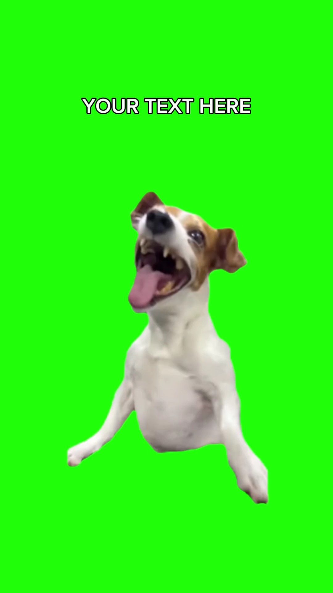LAUGHING DOG MEME