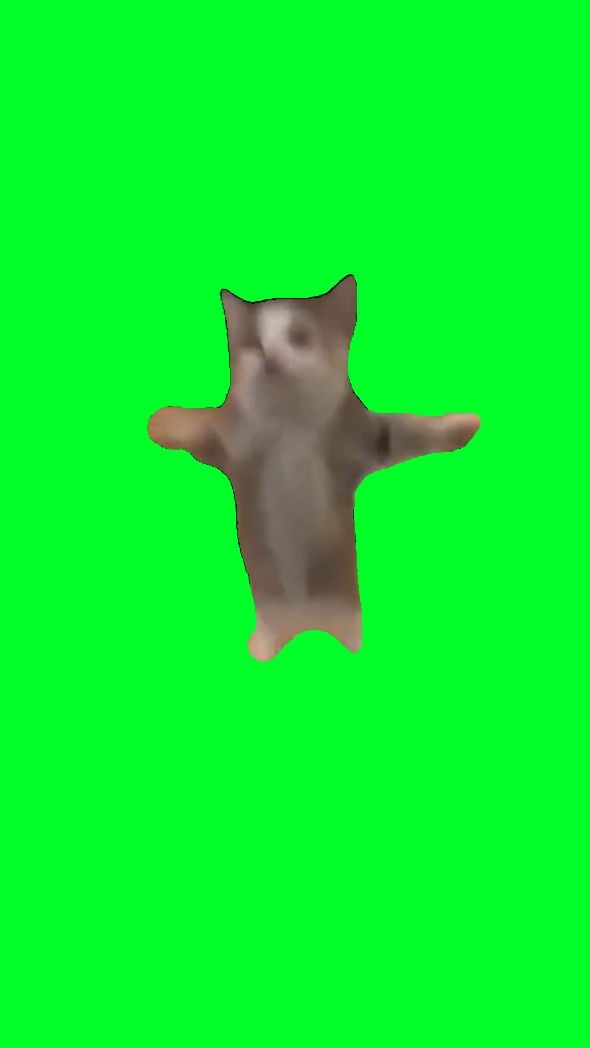 Gato feliz feliz