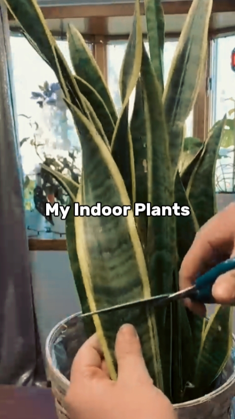 Aking Mga Halaman sa Panloob