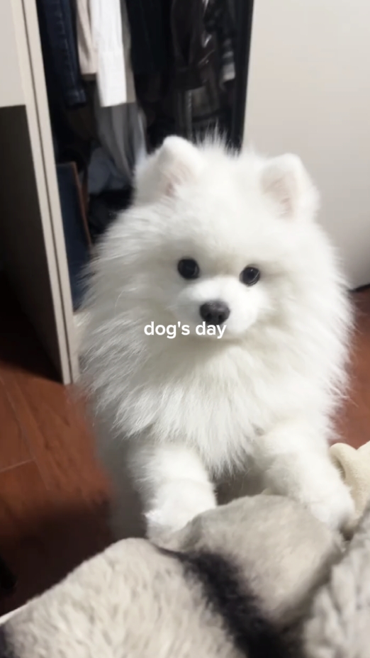 dog's day