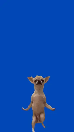 Dog dancing 