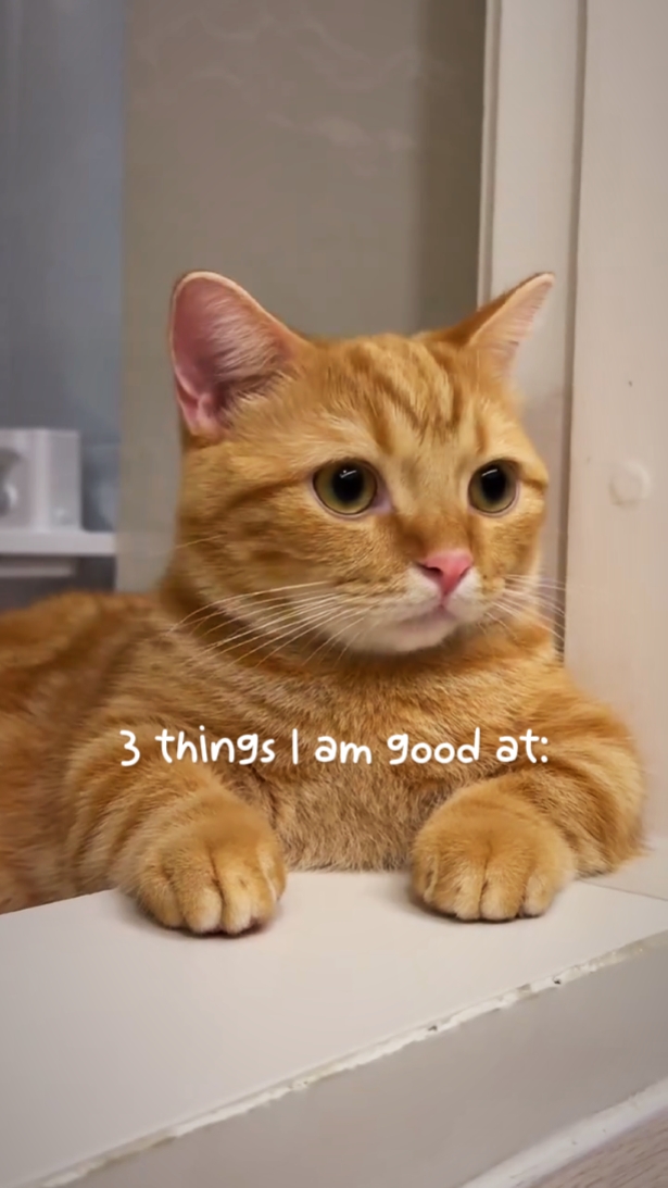 3 şey kedi