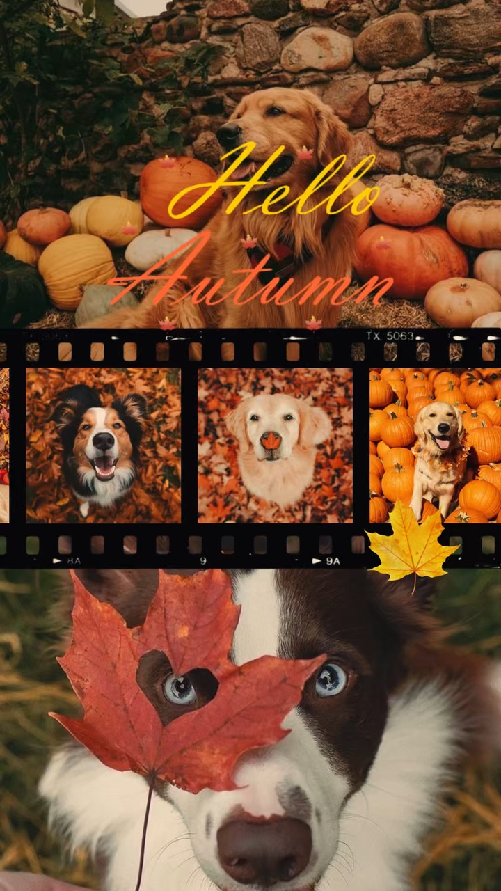 Hi Autumn - dog ver