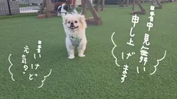 暑中見舞い