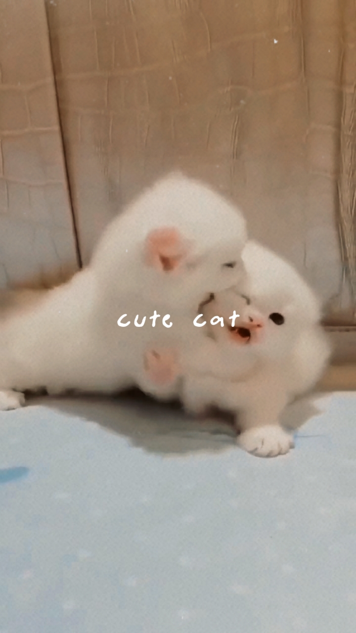 Gatito
